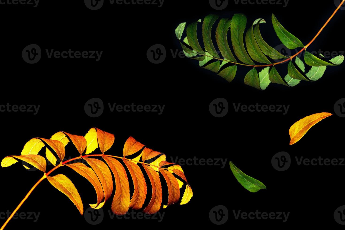 Bright colorful autumn leaves photo
