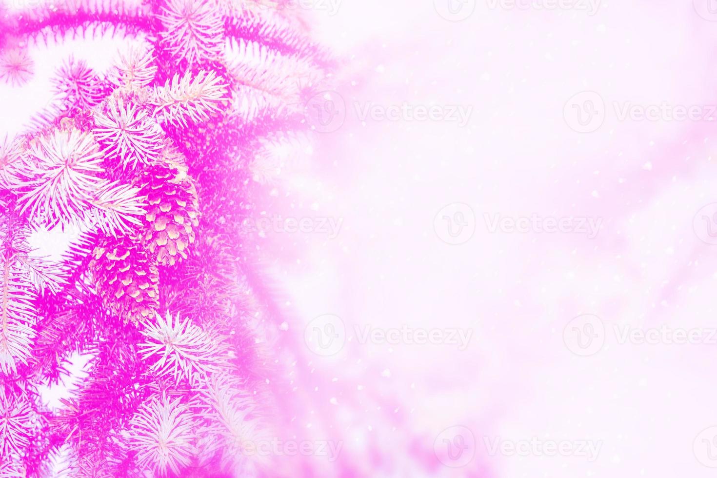 Frozen winter forest with snow covered trees. photo