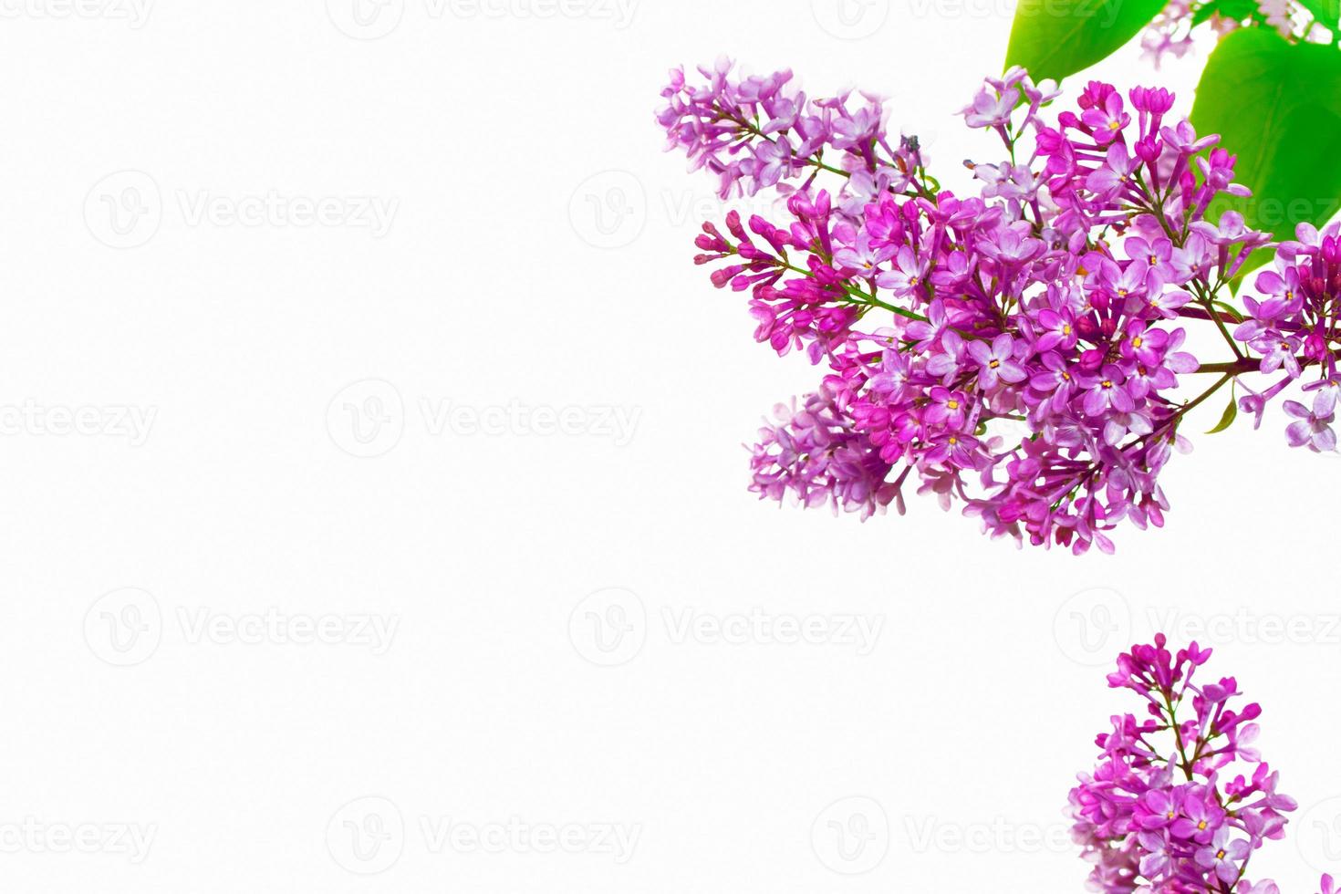 spring flowers lilac isolated on white background. photo