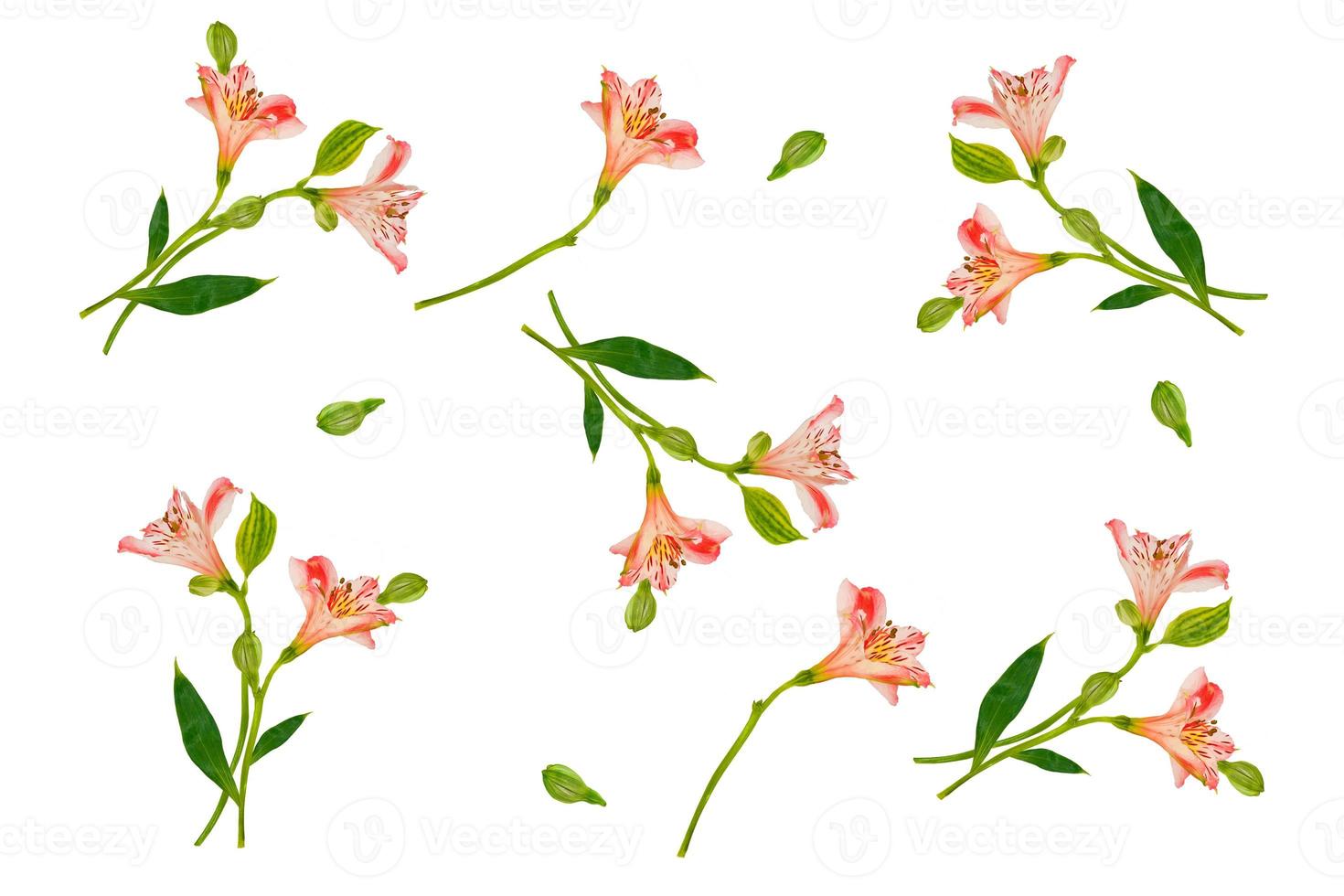 Bright alstroemeria flowers isolated on white background. photo
