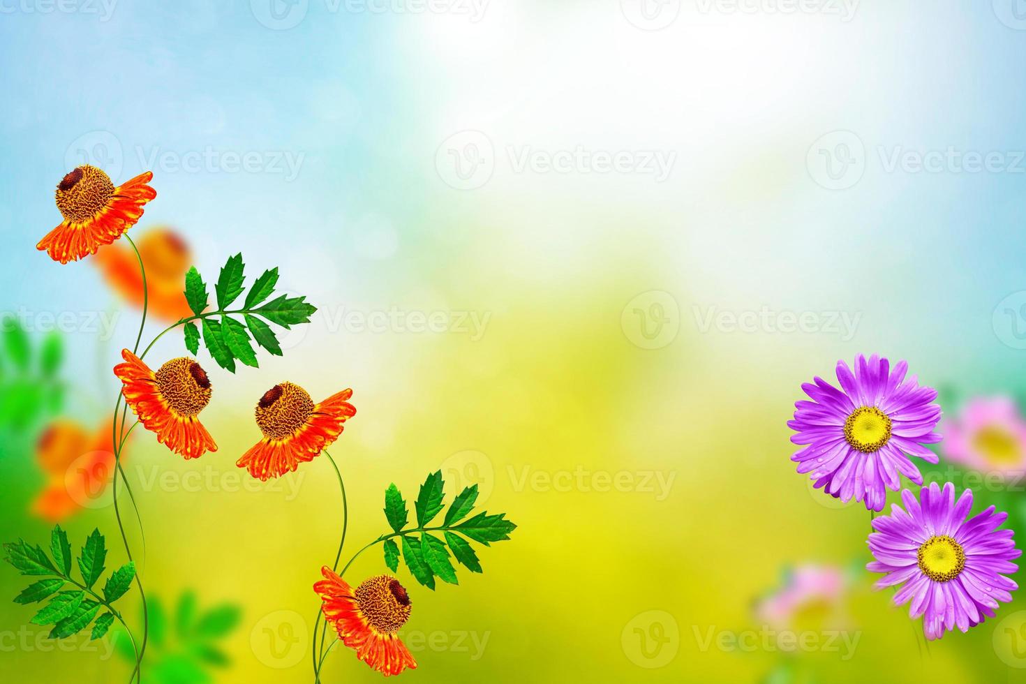 Colorful chrysanthemum flowers photo