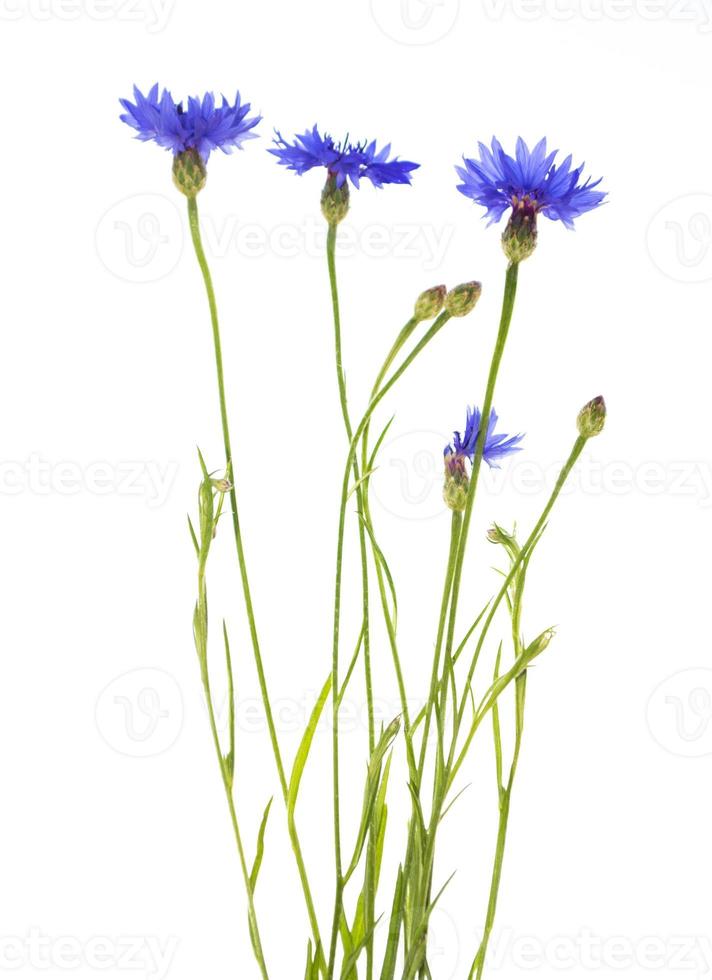 Wild flower cornflower. Beautiful wildflowers. photo