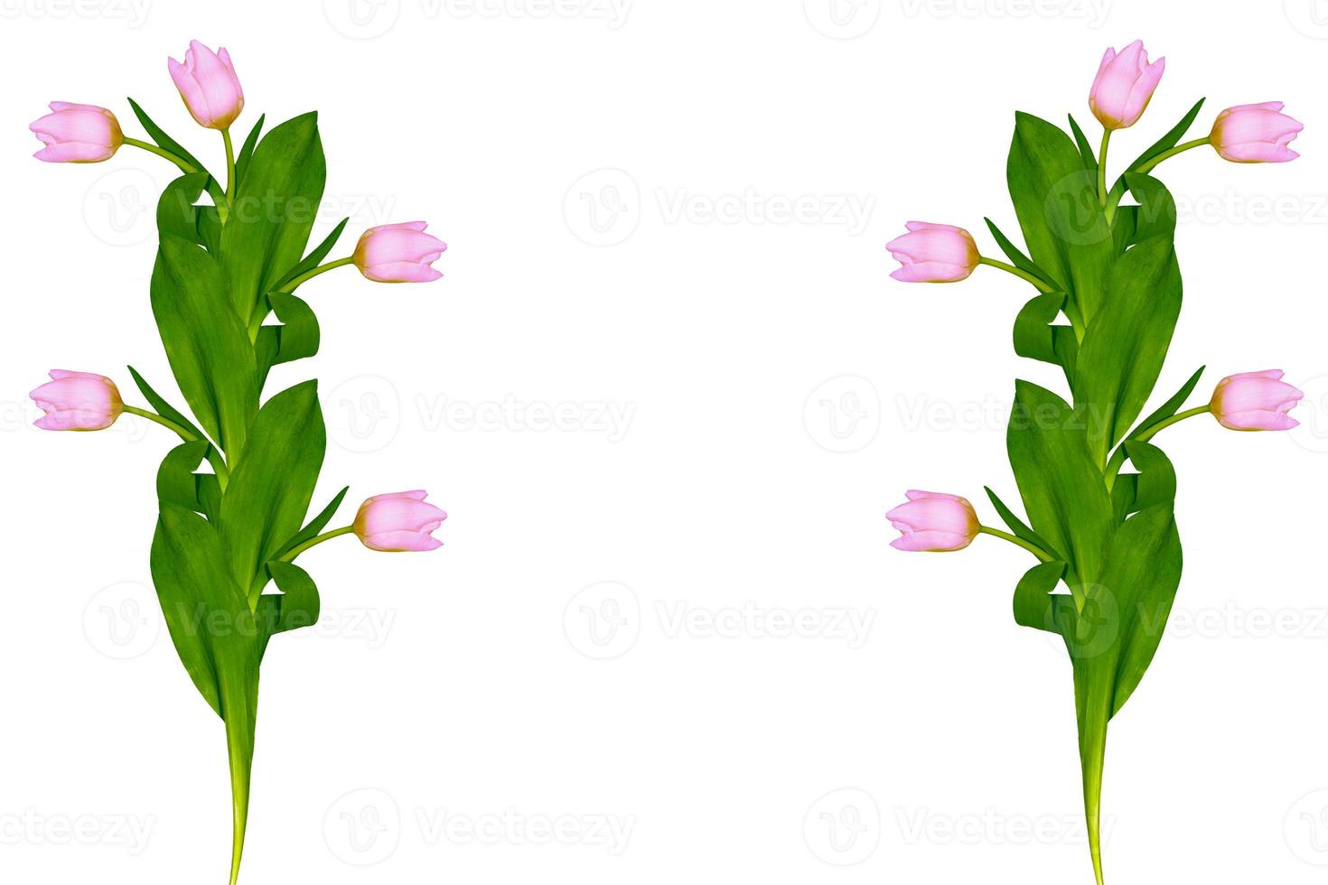 spring colorful flowers tulips photo
