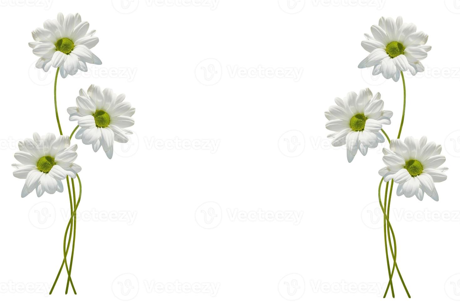 Colorful autumn flowers of chrysanthemum photo