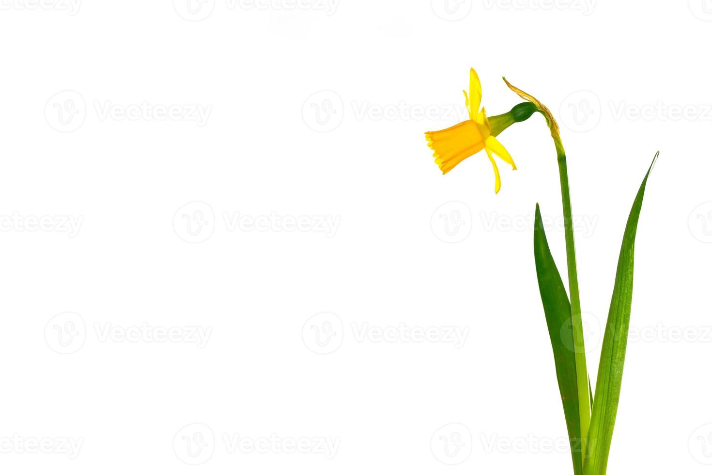 spring flowers narcissus isolated on white background photo