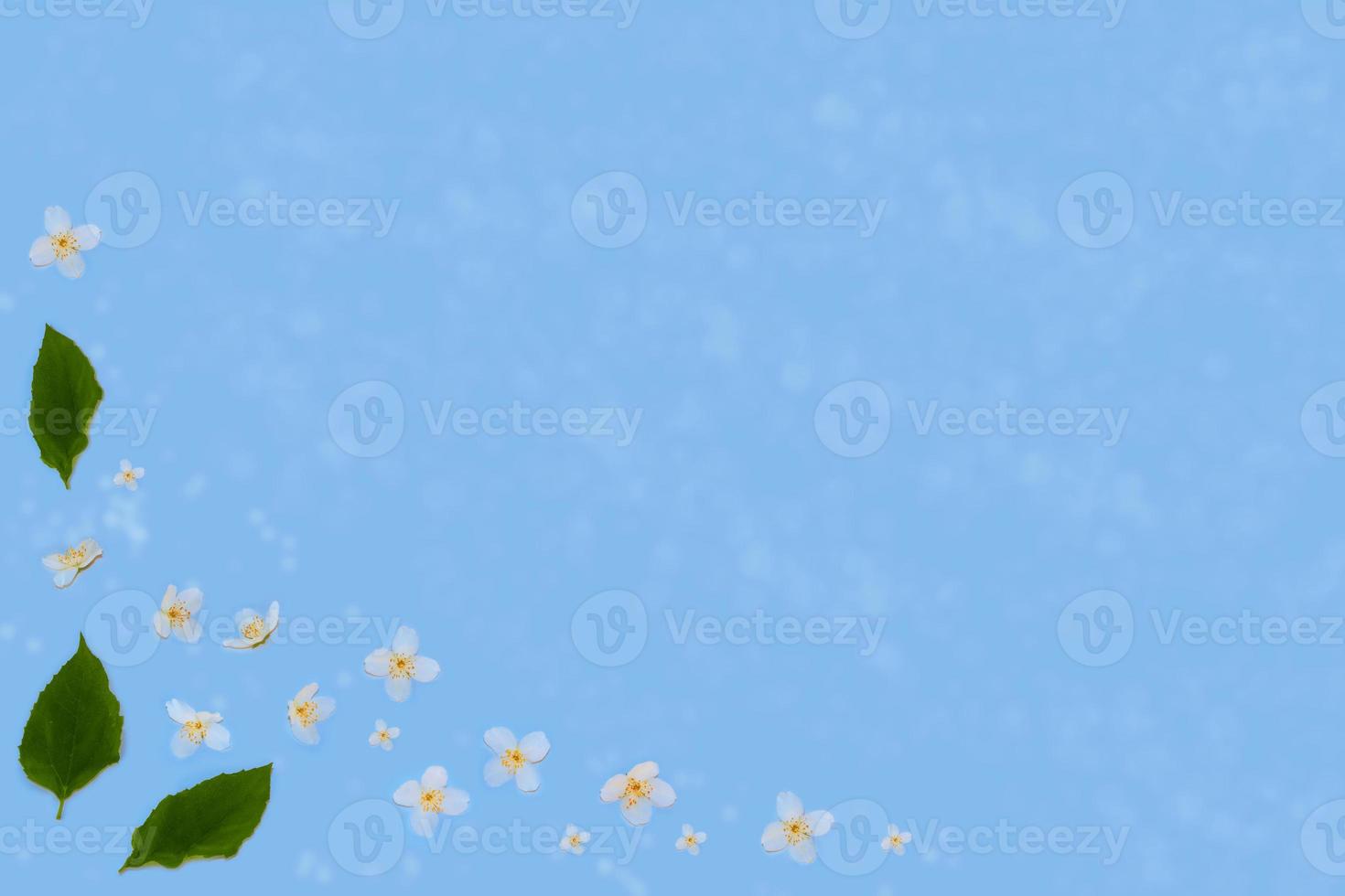 Spring jasmine flowers. Natural floral background. photo