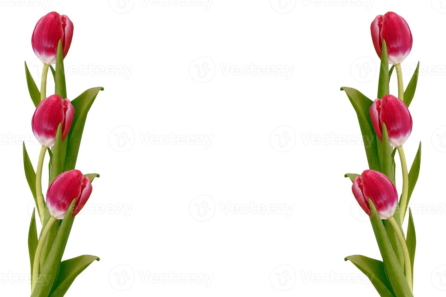 spring colorful flowers tulips photo
