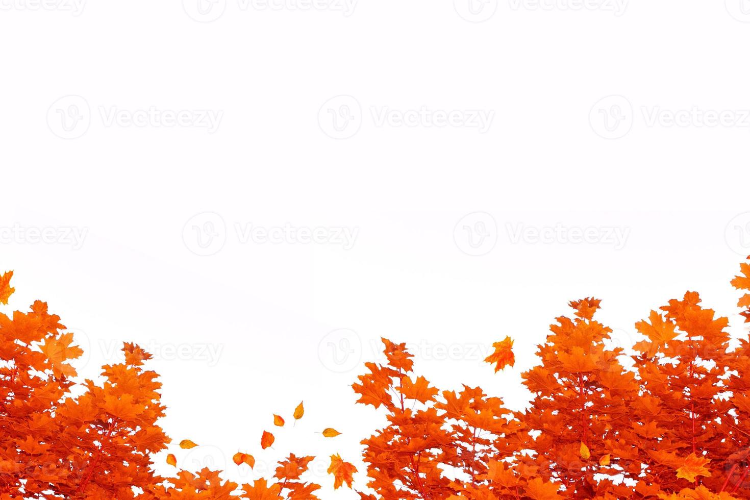 Bright colorful autumn leaves photo