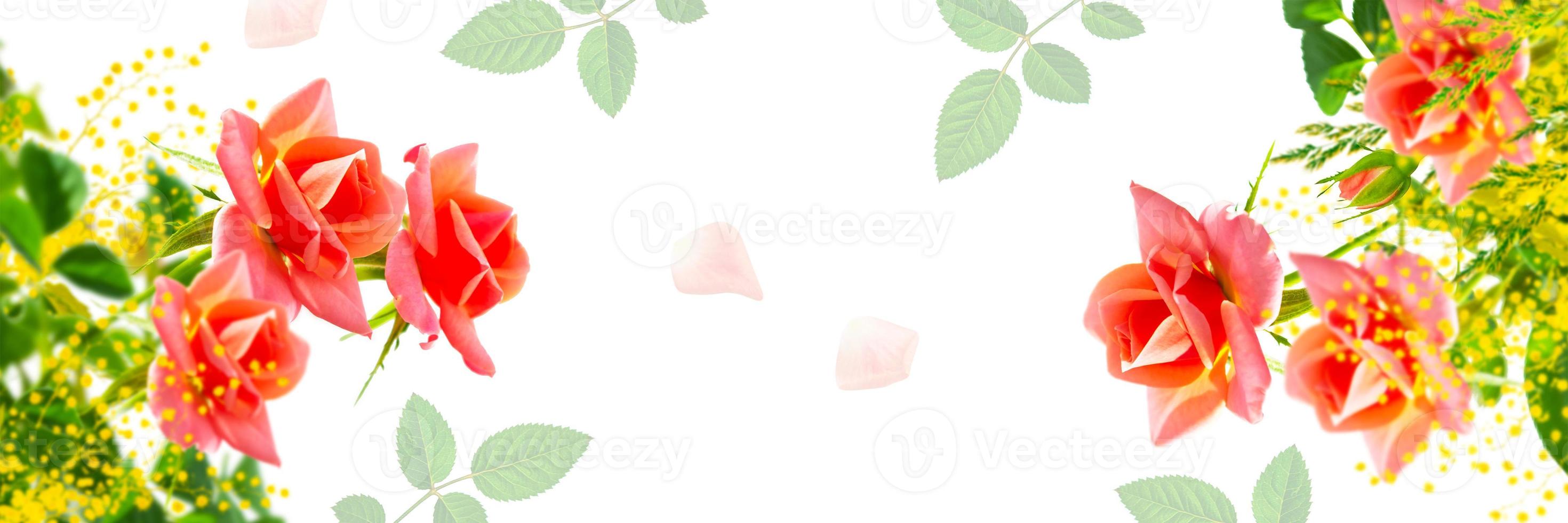 acacia. Flower bud roses on a white background photo