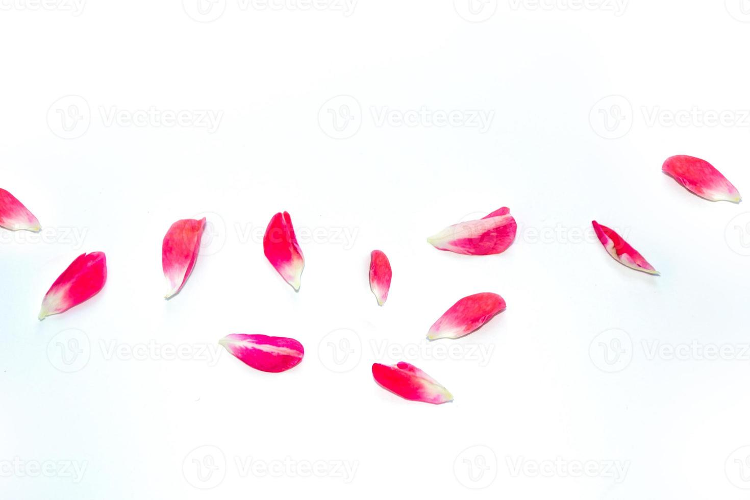 pétalos de rosa rosa brillante. fondo floral. foto
