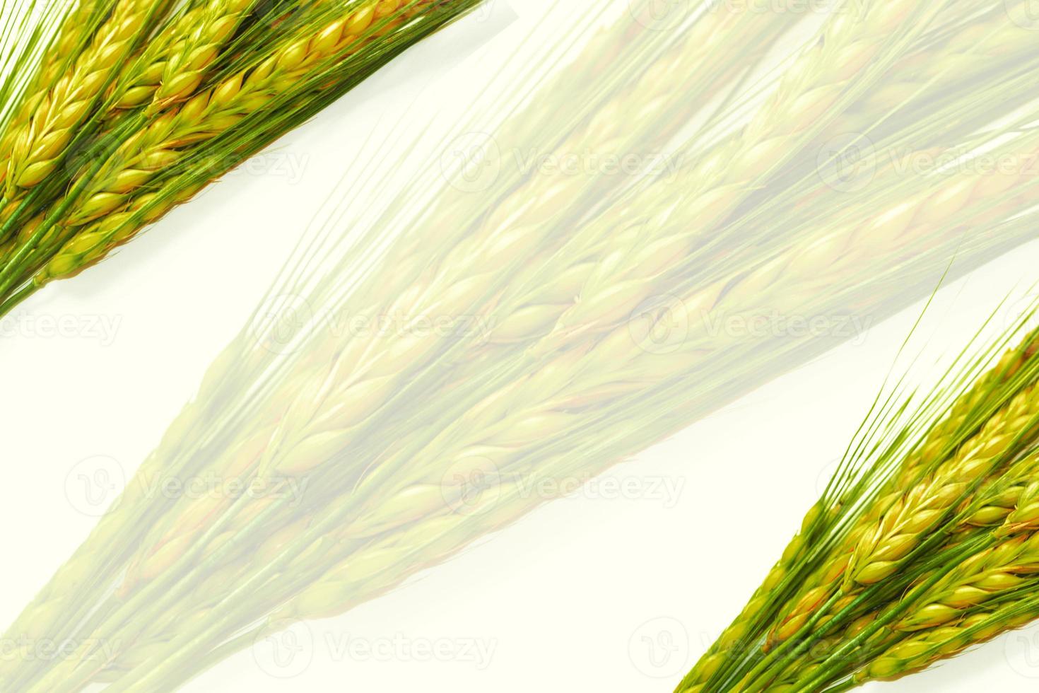 wheat ears isolated on white background. photo