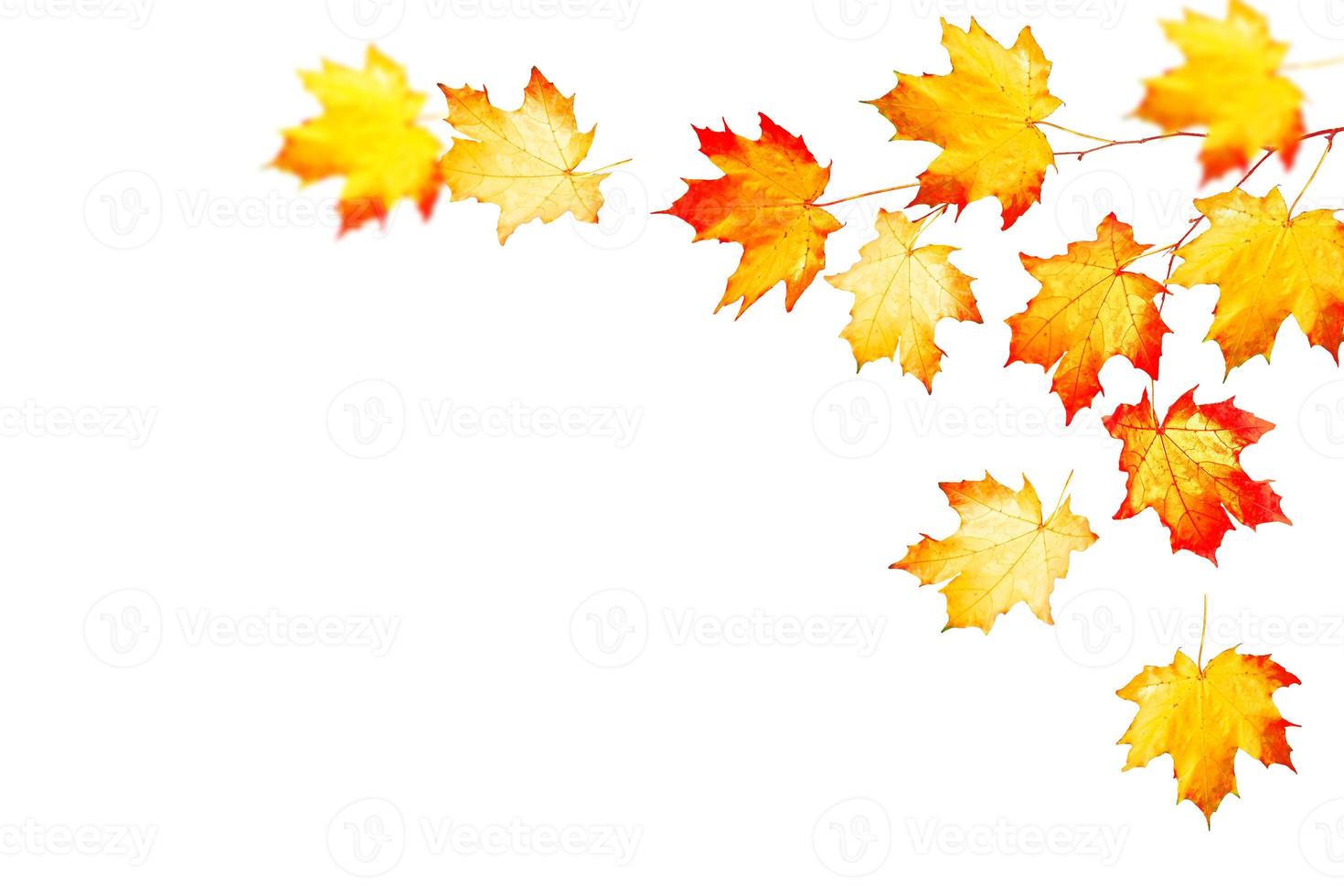 Bright colorful autumn leaves photo