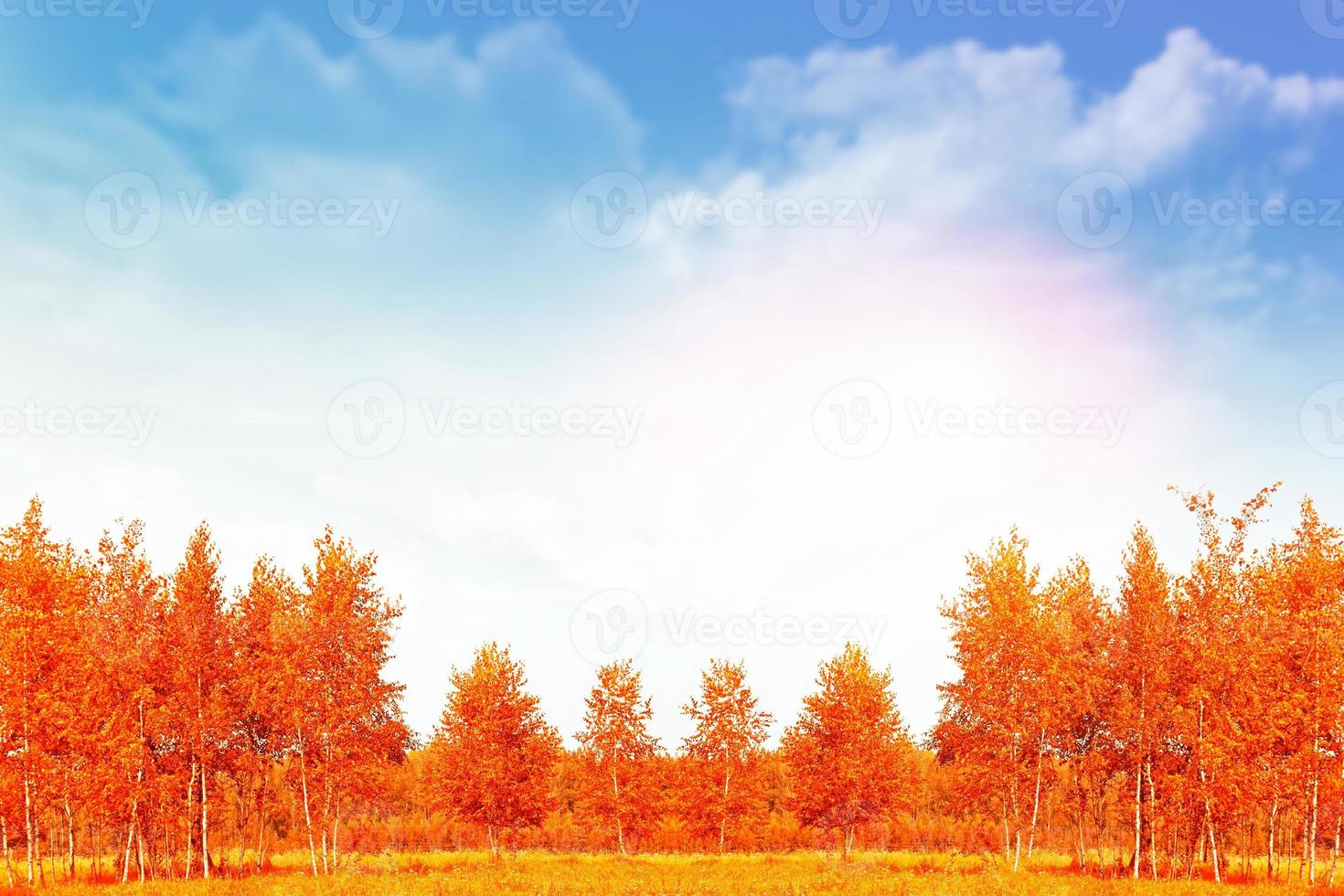 Autumn landscape. Trees with bright colorful leaves photo