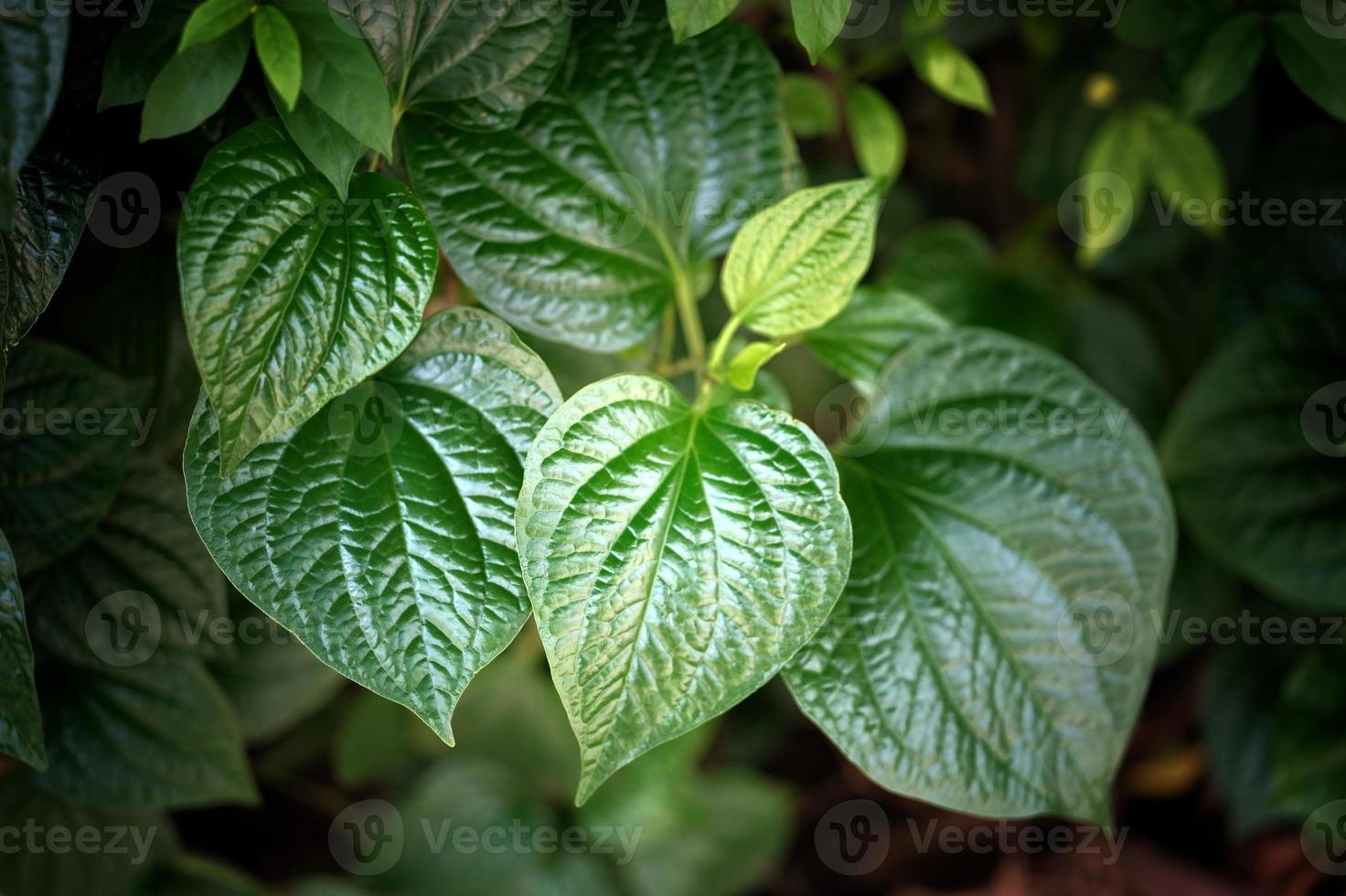 Fondo natural de hoja de betel fresca. foto