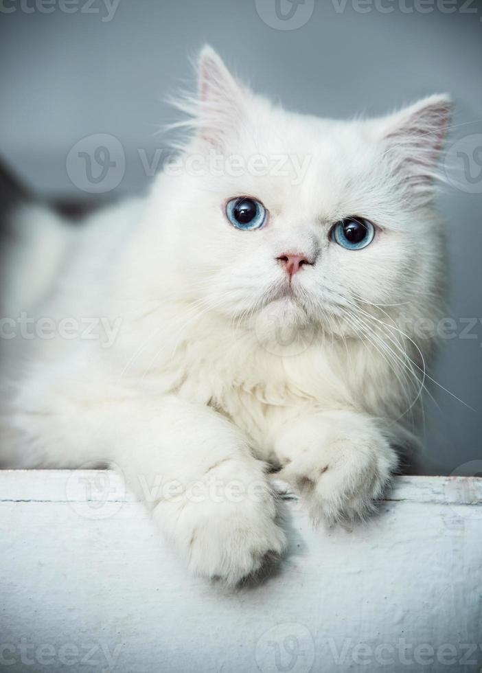 gatos persas de ojos blancos y azules foto