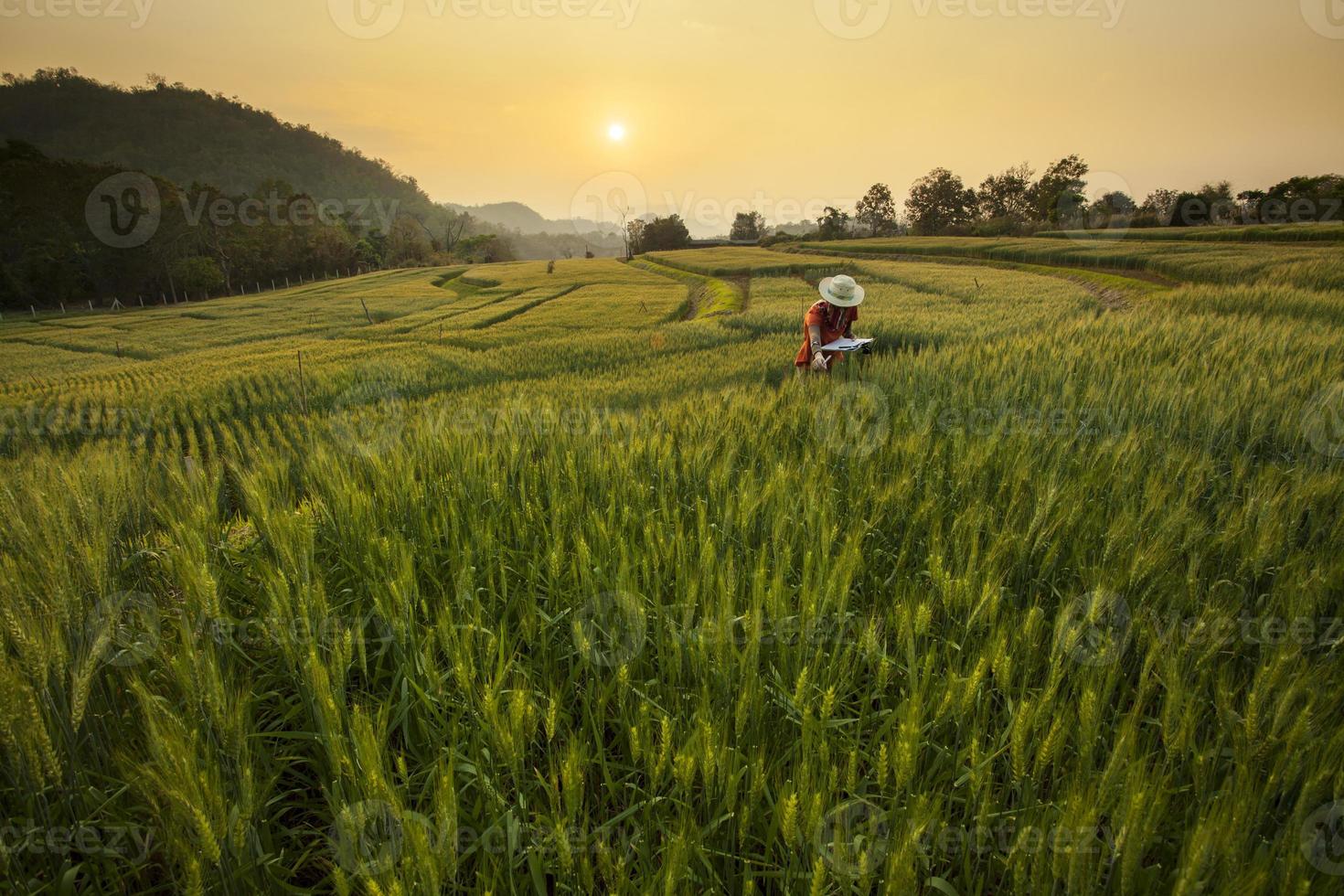 Research Development the Barley Field at Samoeng Chiang Mai, Thailand photo