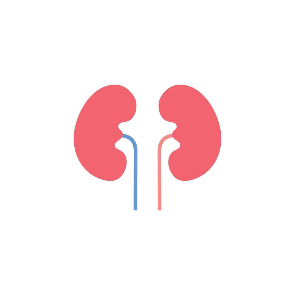 kidney vector for website symbol icon presentation