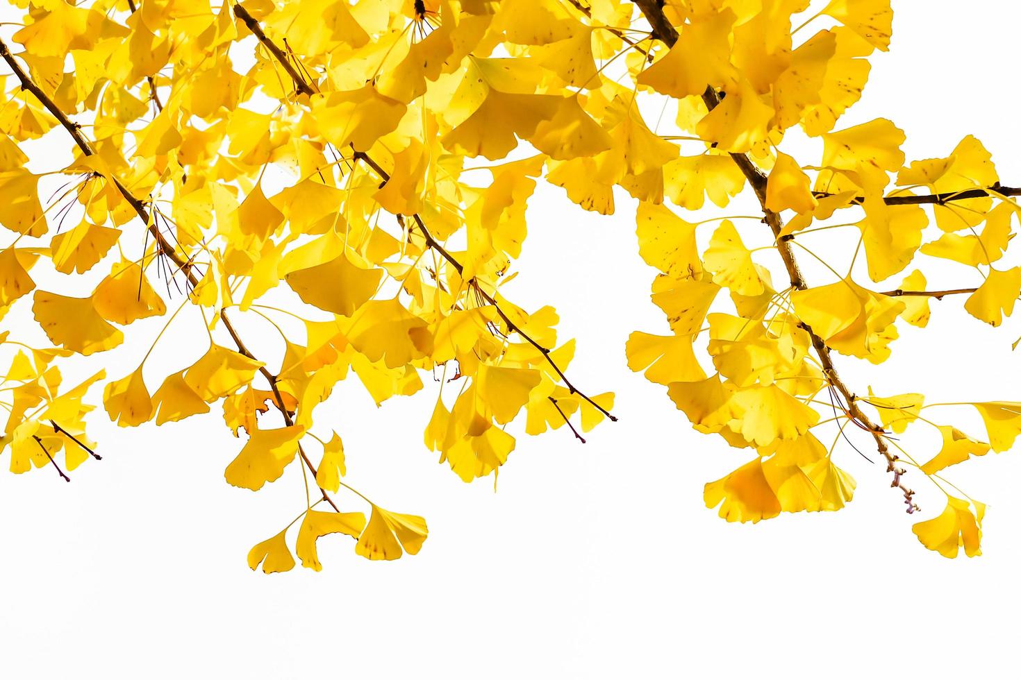 Yellow ginkgo biloba leaves in autumn on white background photo