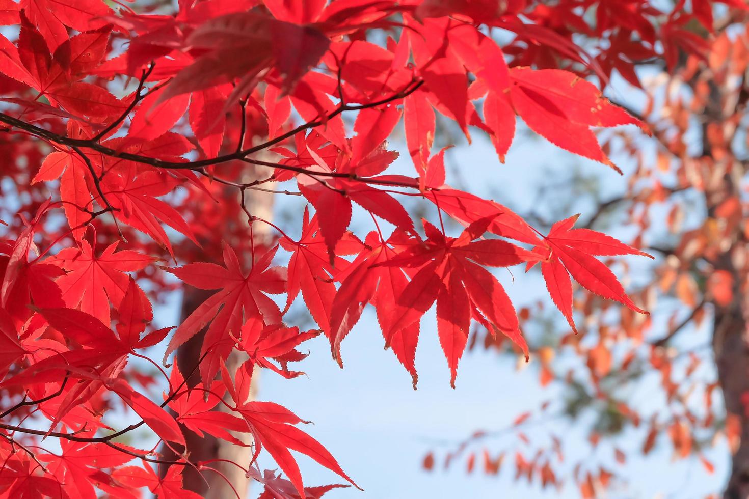 Red maple leaves in autumn the natural on blue sky background photo