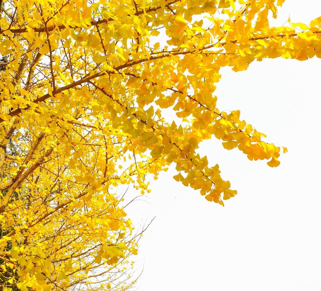 Yellow ginkgo biloba leaves in autumn on white background photo