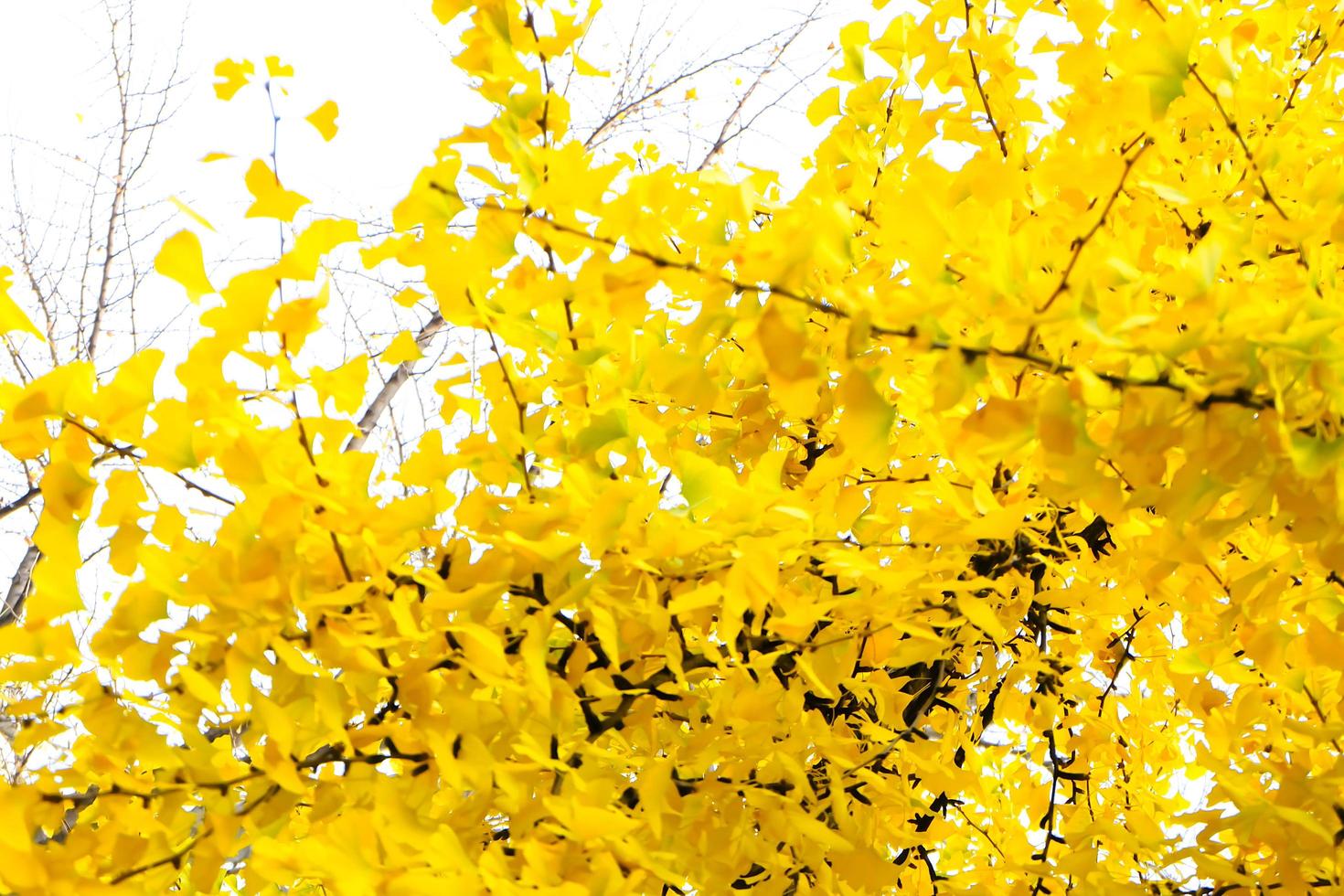 árbol de hojas de ginkgo biloba amarillo en otoño foto