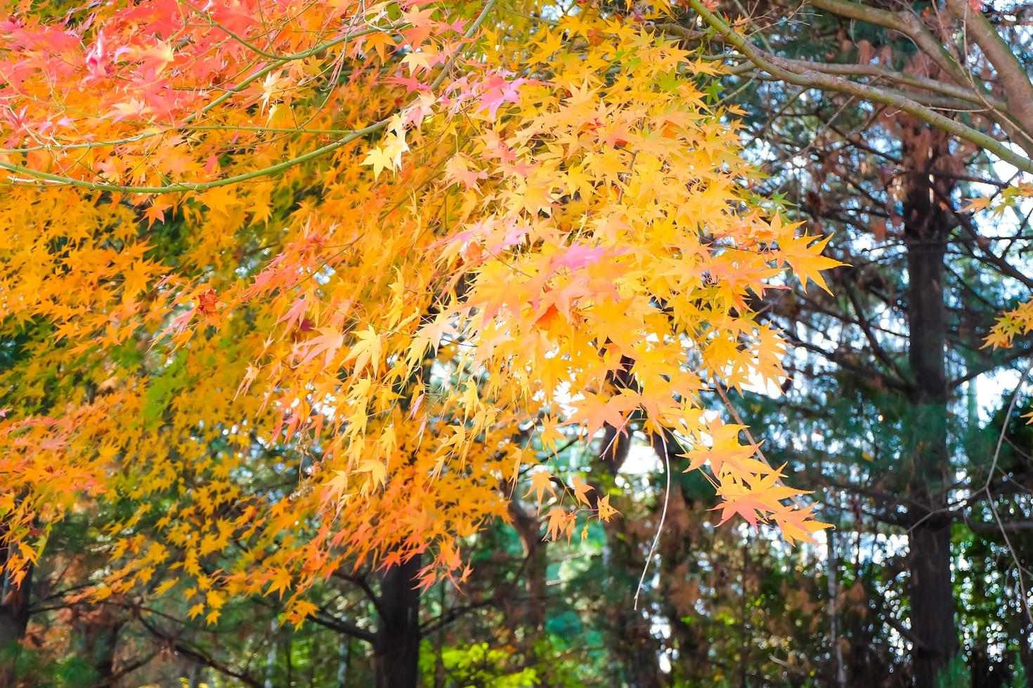 Colorful maple leaves on a bright day of background . photo