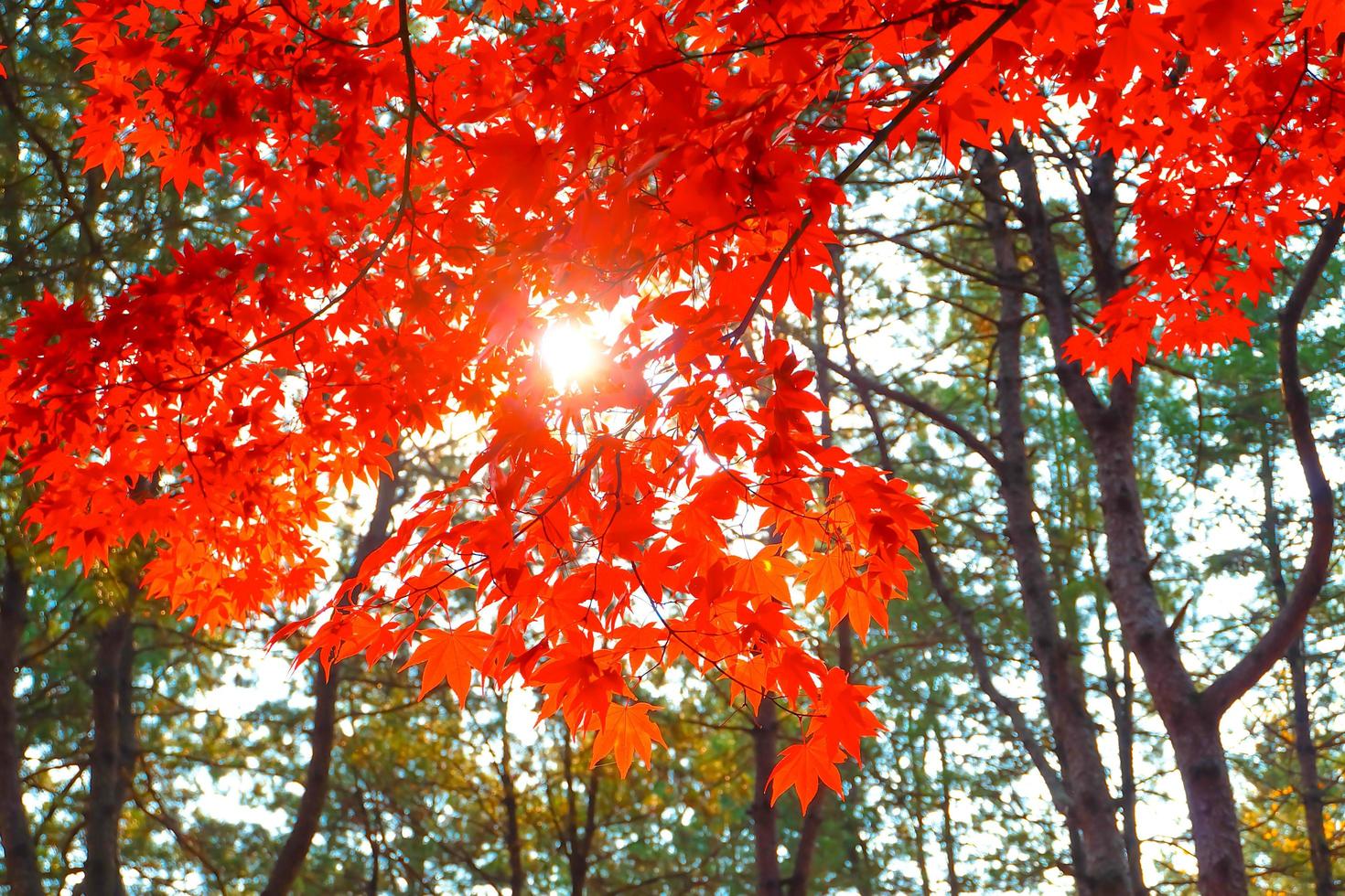 Red maple leaves and branch in the natural environment trees on a bright day of background . photo