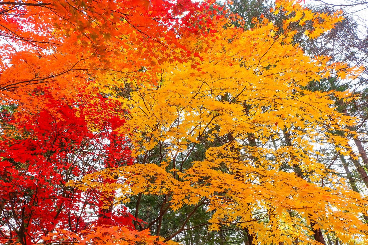 Maple leaves of colorful in autumn park at Nami Island, South Korea photo
