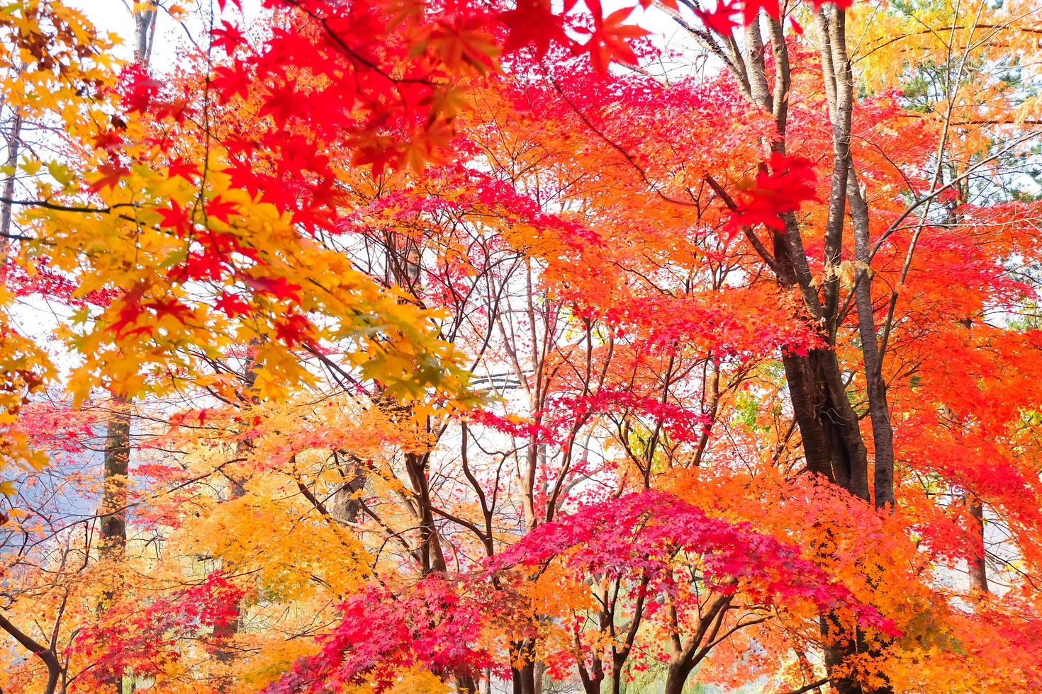 Blurred,Colorful maple leaves and branch in the natural environment trees on a bright day of background . photo