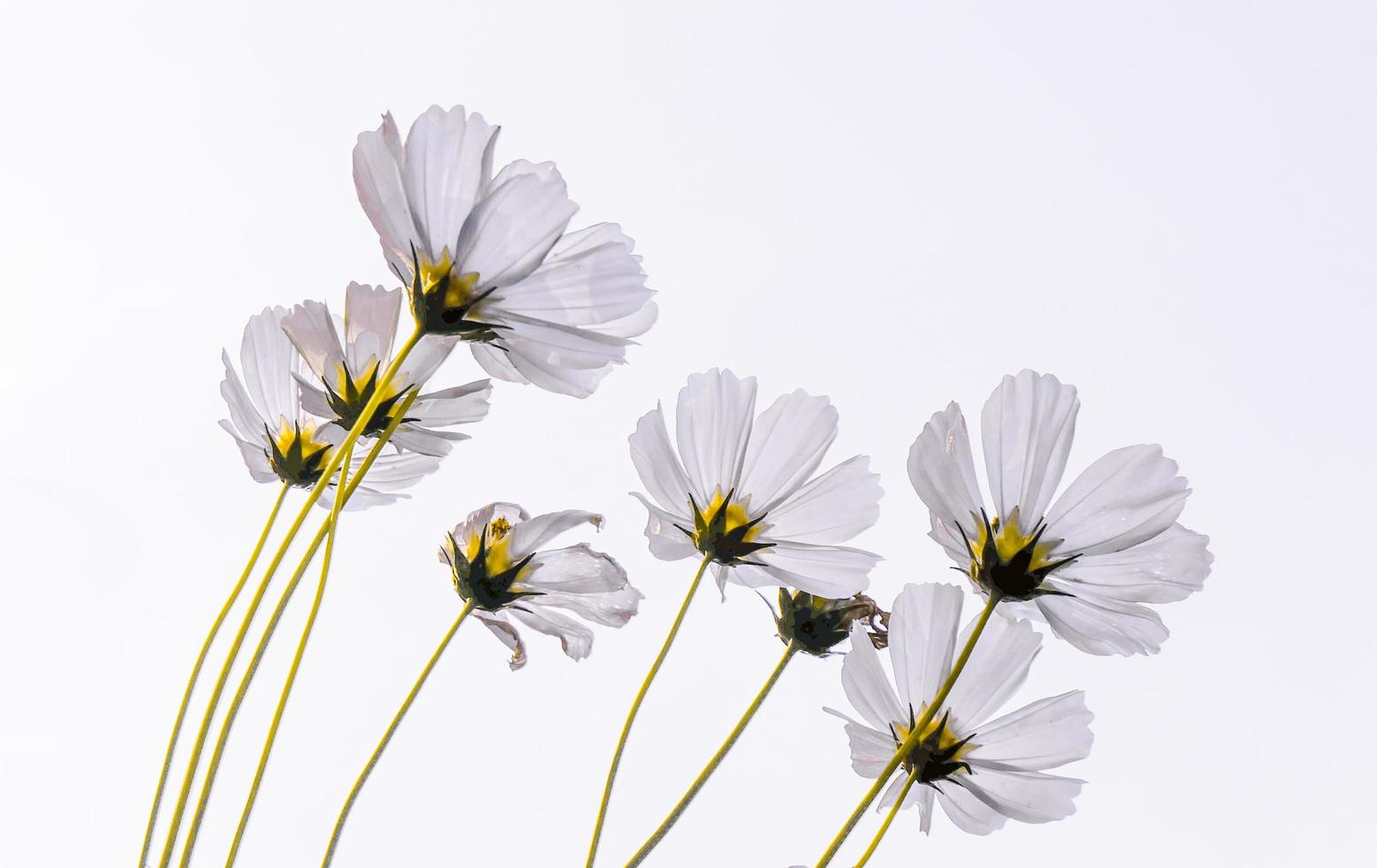 White cosmos flower beautiful blooming isolated on white background,copy space photo