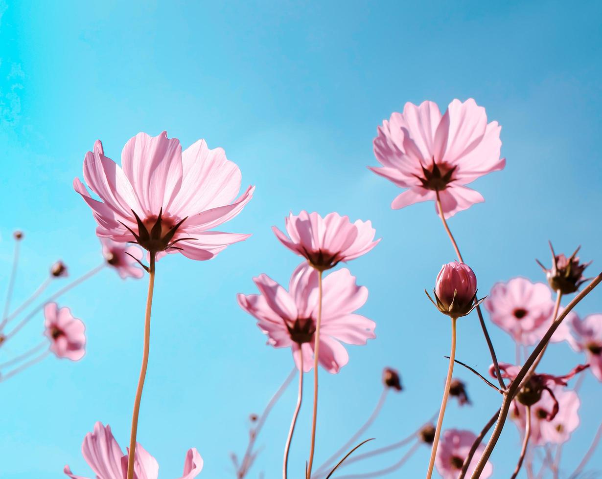 Low Angle View Of pink Pastel Flowering Plants Against Blue Sky,selective focus photo