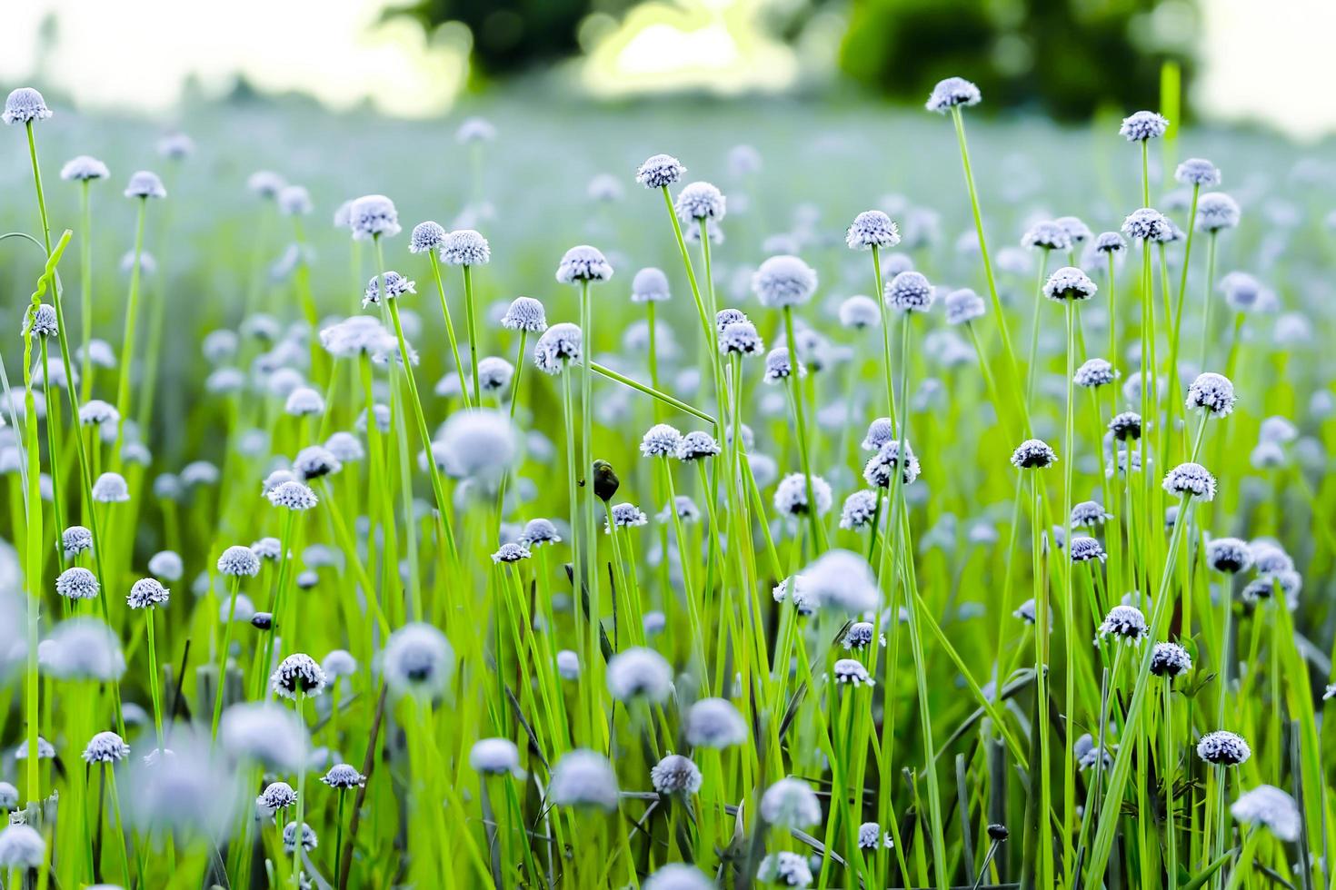 white flower fields.Beautiful growing and blooming in the morning,selective focus photo