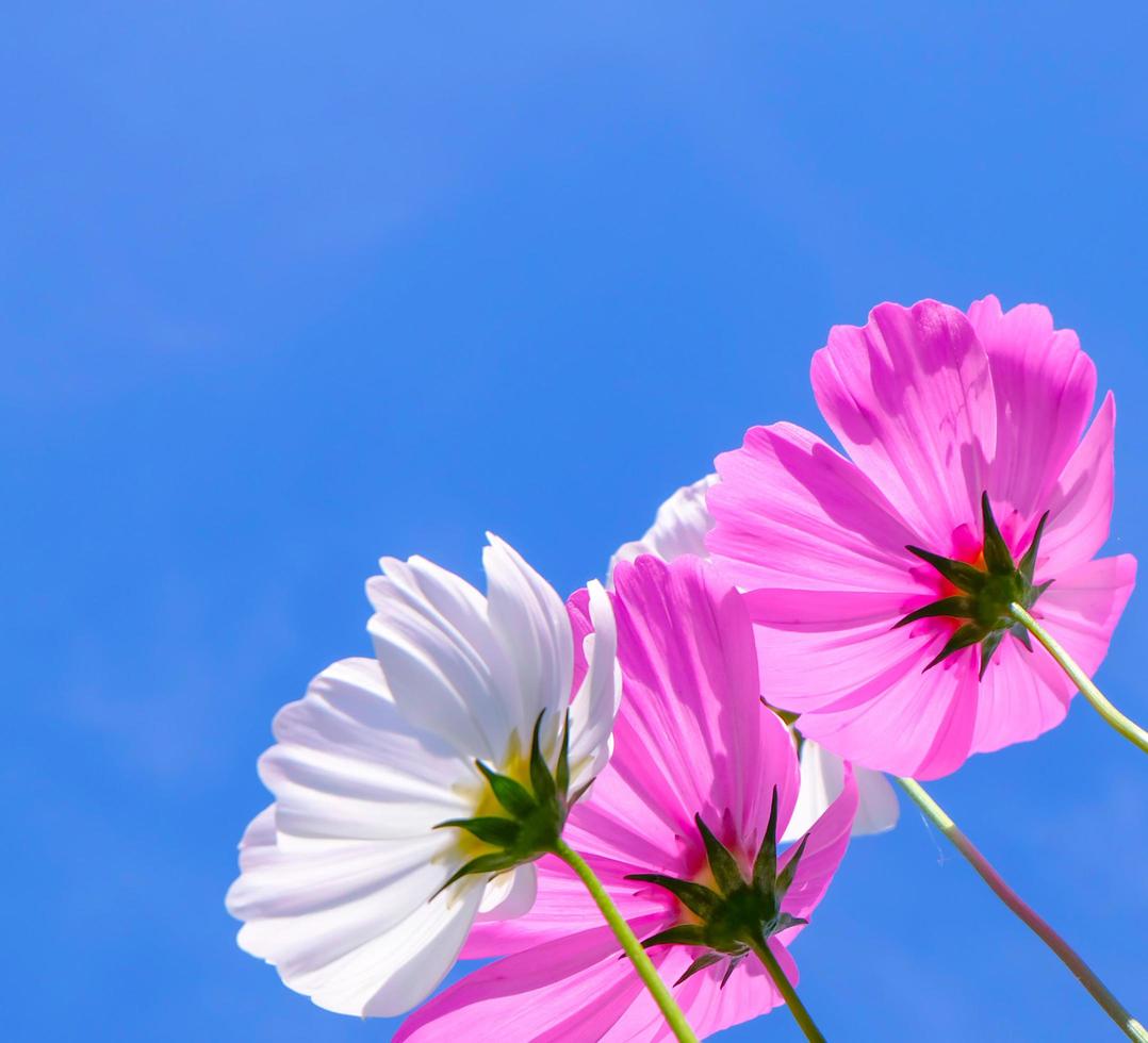 Pink cosmos Flowering Plants Against Blue Sky photo