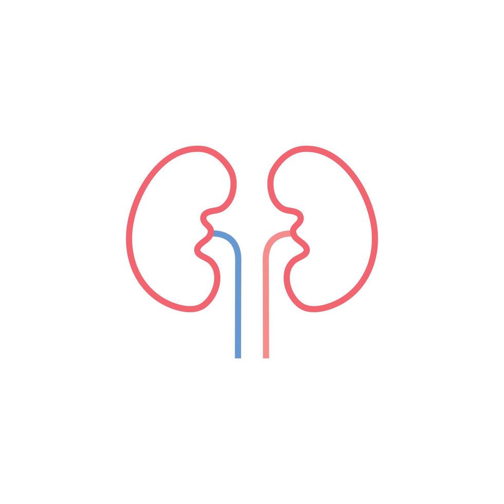 kidney vector for website symbol icon presentation