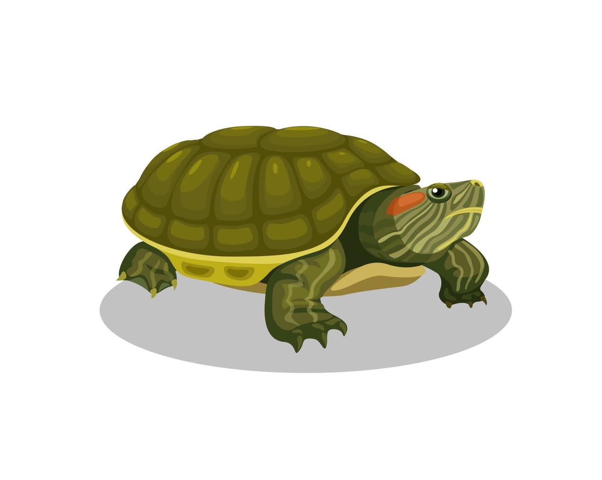 vector de ilustración de dibujos animados de animales anfibios de tortuga brasileña