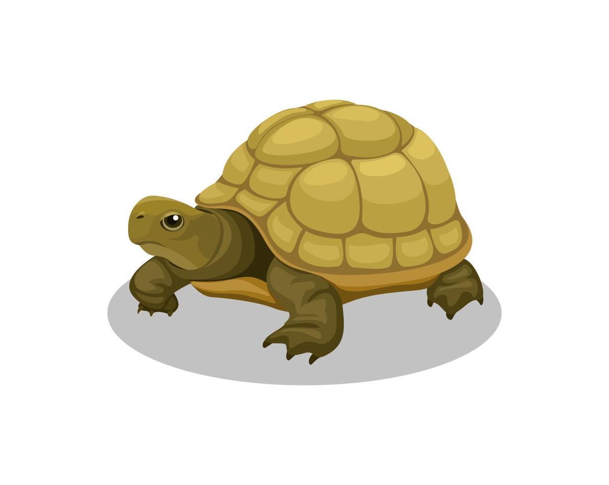 vector de ilustración de dibujos animados de animales anfibios de tortuga