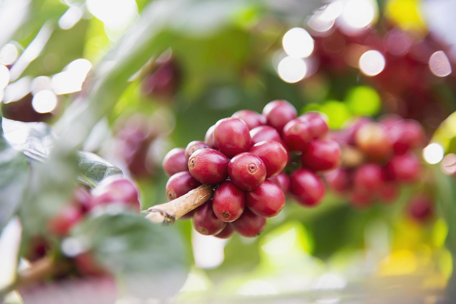 Wind blow ripe coffee bean tree in Doi Ang photo