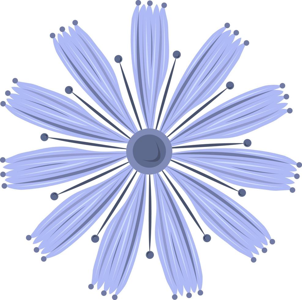 Chicory flower vector illustration for graphic design and decorative element