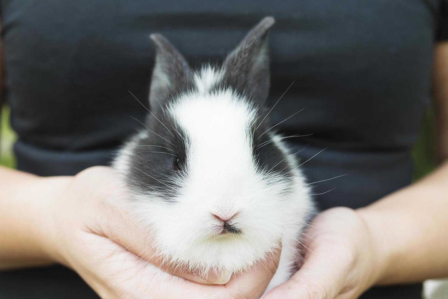 Lovely baby 2 weeks Thai rabbit in lady hand photo