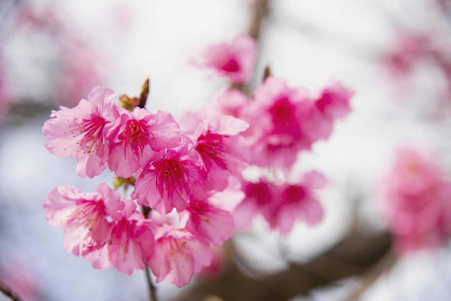 Beautiful sakura blossom tree in hilly area Chiangmai Thailand photo