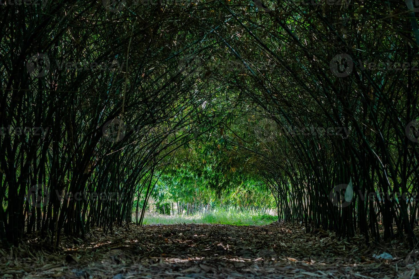 Un verdadero túnel de bambú enorme a pie en el bosque de bambú en Asia. foto