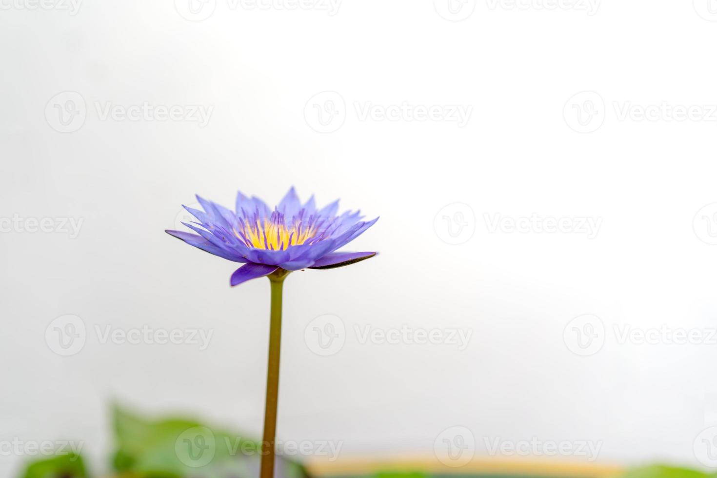 flor de loto púrpura violeta, rosa y amarillo. foto