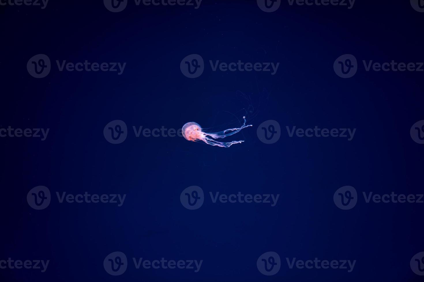 los medusas nadan y brillan en el agua azul oscuro. foto