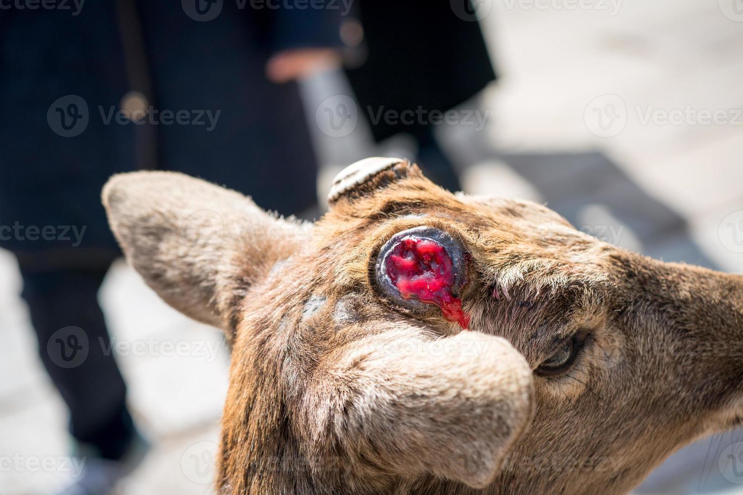 close up the cute deer at Todaiji temple in Nara perfecture Japan photo