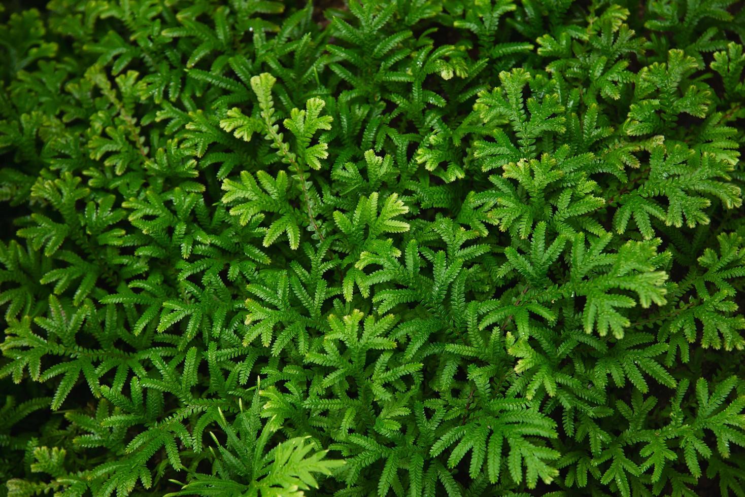 textura de hojas de helecho verde para uso de fondo - fondo de naturaleza verde fresco foto