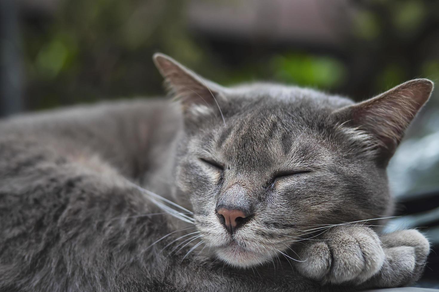 encantador gato dormido mascota tailandesa toma una siesta en un auto - concepto de animal doméstico foto