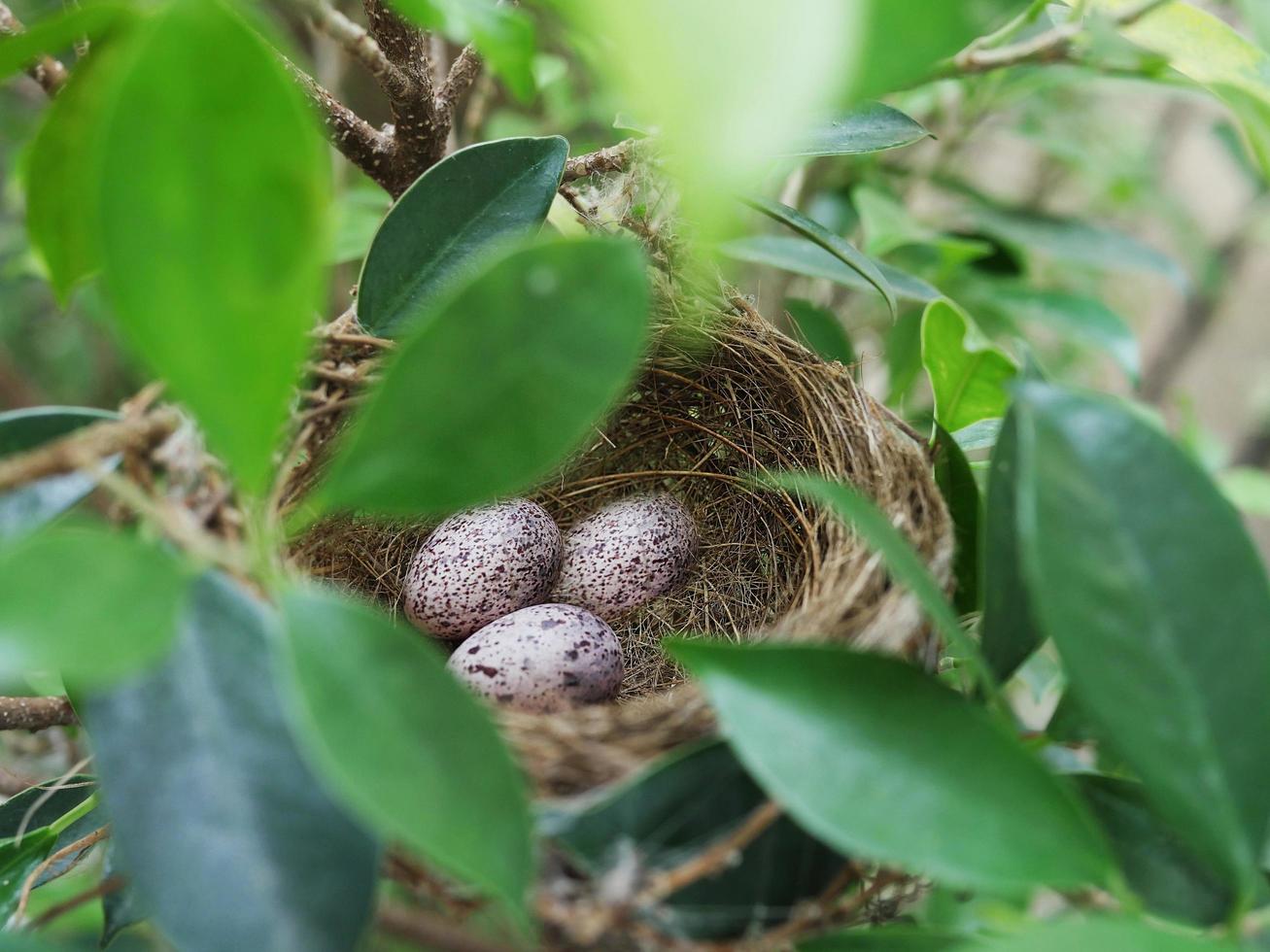 Bird nest with eggs on green tree photo