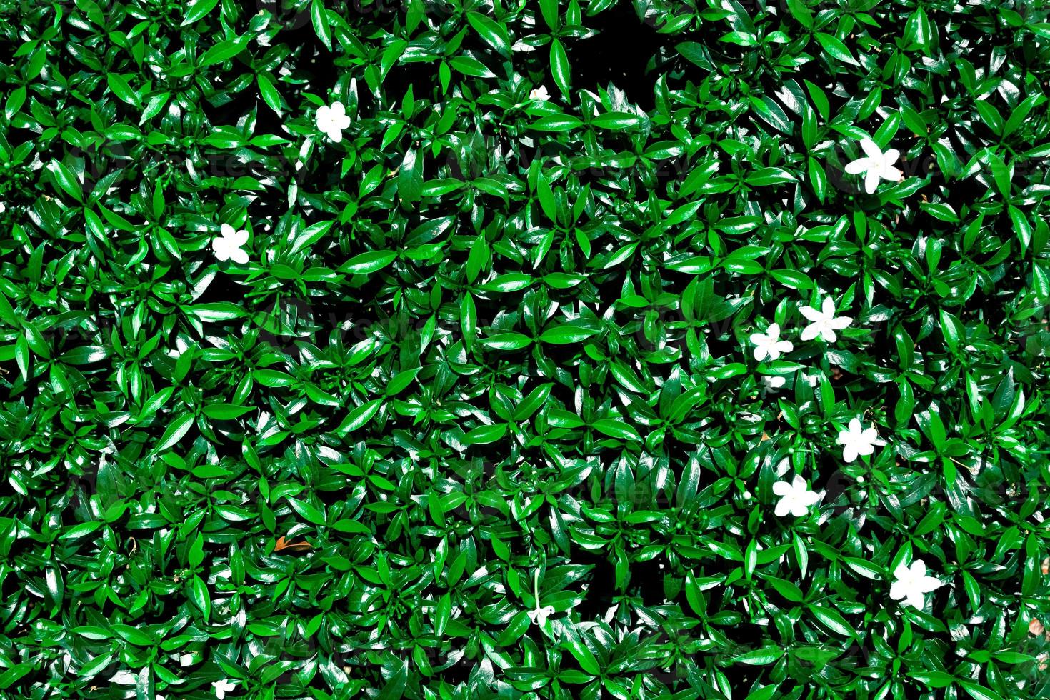 Green leaf pattern background with small white flowers, nature background and wallpaper photo