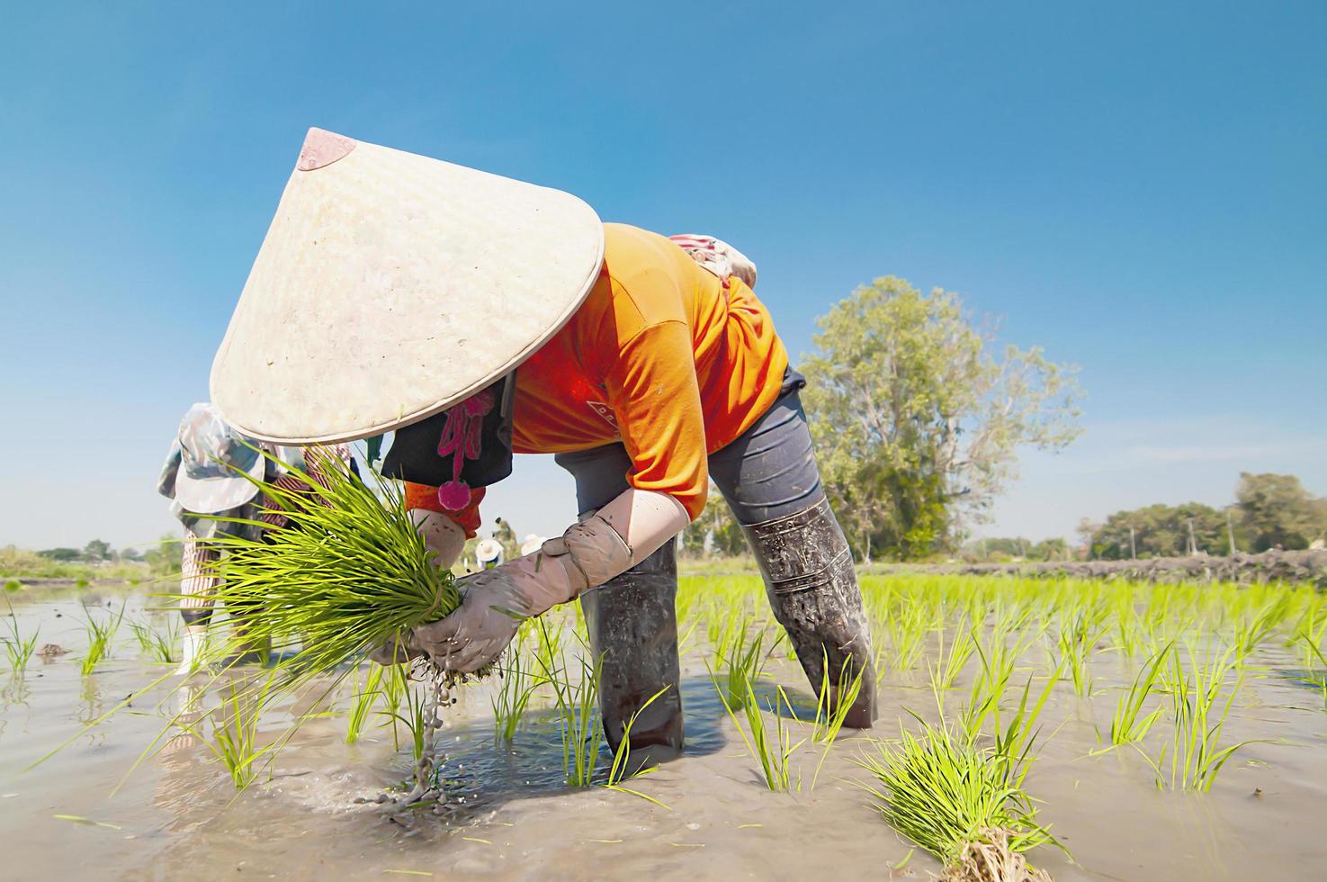 Asian farmers are growing rice in local rice field - local farmer livelihood in rice agricultural rural plantations concept photo