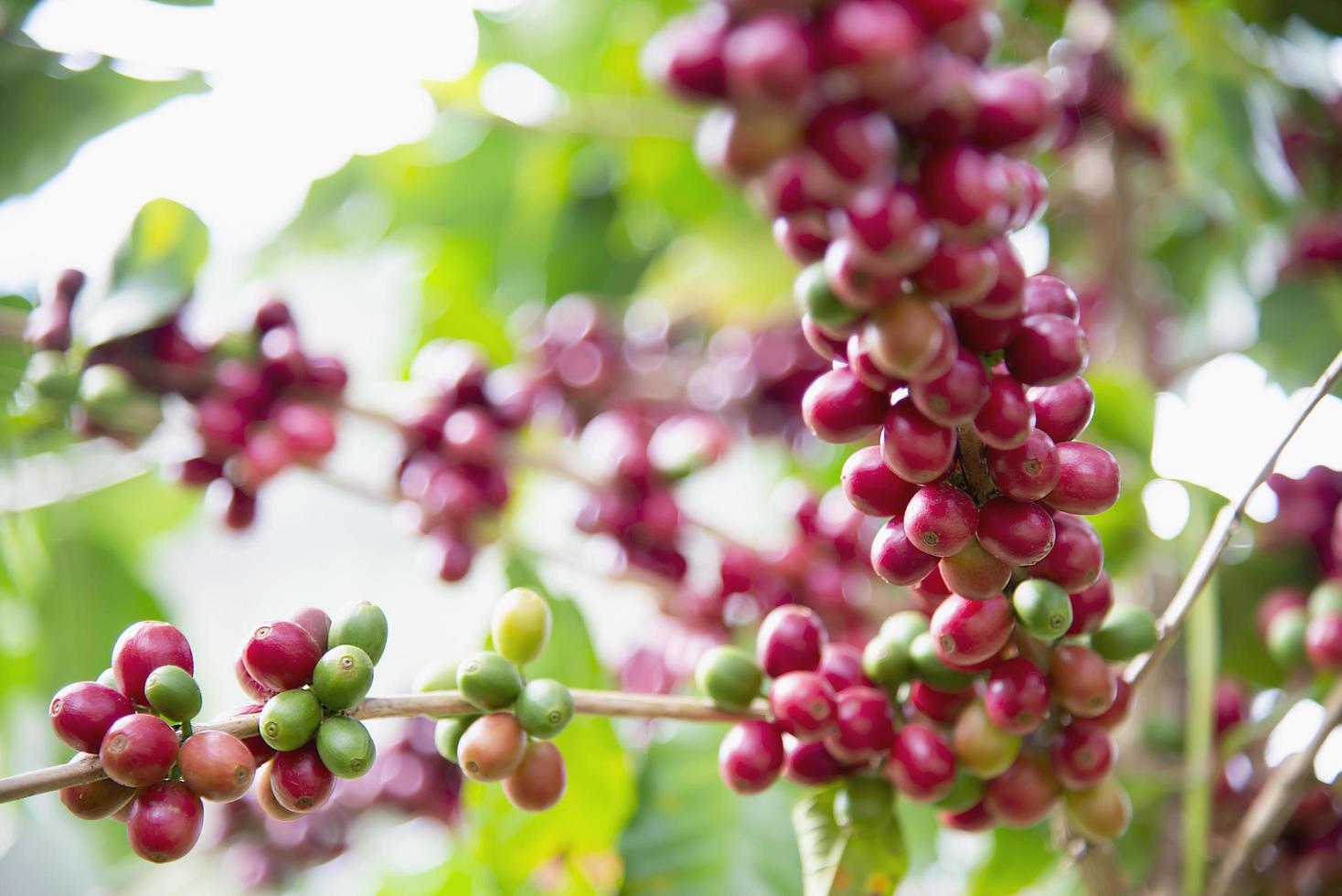 Wind blow ripe coffee bean tree in Doi Ang photo